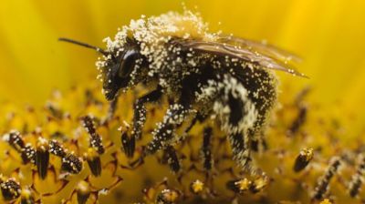 Bee_pollen_foxnews.com